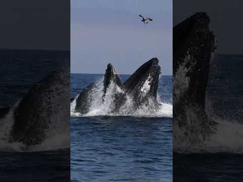 Humpback eating thousands of Anchovies!