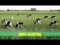 Exploring Animal Navigation and Magnetoreception