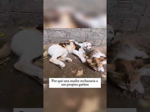 Un gatito esperó a su madre sin saber que nunca volvería. 😿💔