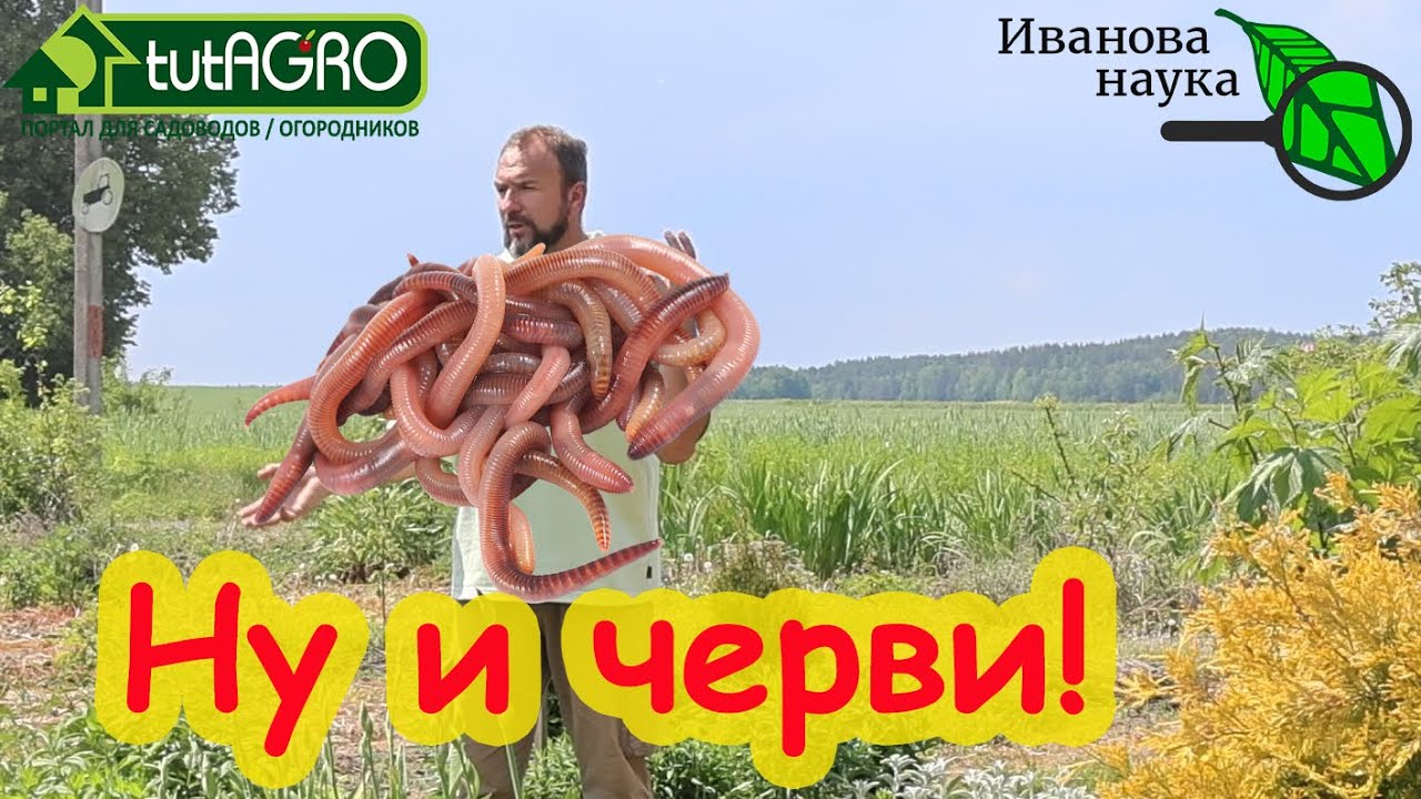 Вот какой вред приносят дождевые черви в саду и огороде. Надо избавляться от дождевых червей