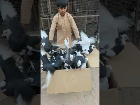 Male Mukhi Pigeons Collection ?❣️❣️|| #shorts #viral