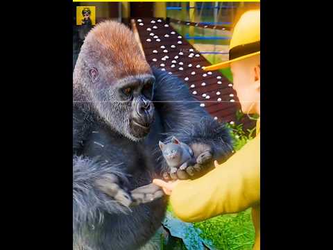 Gorilla Cries For The Cat ๐ฅบ #shorts