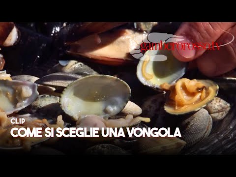 VONGOLE ALLEVATE O SELVAGGE? | Come è profondo il mare