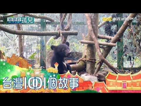 打開森林黑盒子 黃美秀奉獻黑熊保育二十年(17分)