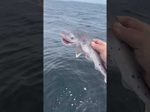 Man made friendship with a shark😍||#shortsfeed #shorts #shortsviral #shortsvideo #viral #viralvideo