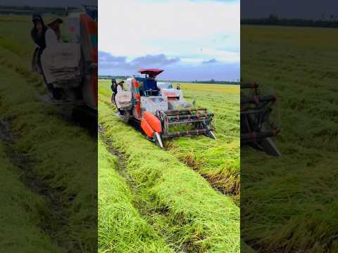 Máy Cắt Lúa Kubota DC 70