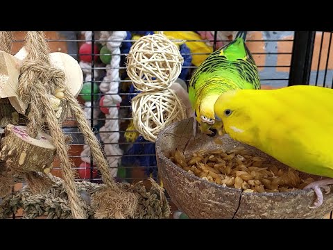 budgie sounds for lonely birds