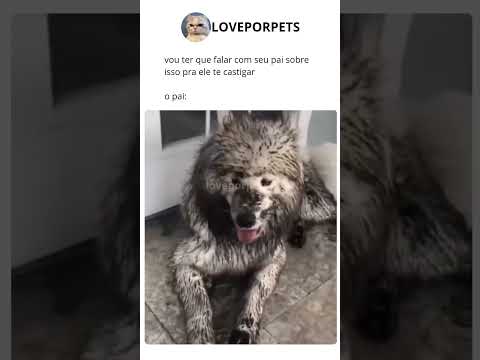 #animaisengraçados