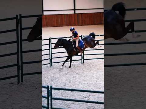💔❤️‍🩹❤️|| #edit #horse #shorts
