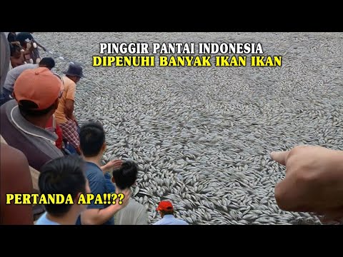 RIBUAN IKAN BERLOMPATAN KE DARATAN BIKIN WARGA CEMAS DAN KETAR KETIR!! PERTANDA APA??