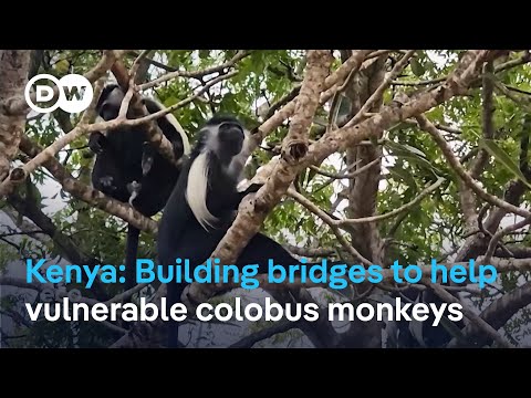 YouTube video thumbnail: Conservationists in Diani Beach Build Bridges to Save Endangered Colobus Monkeys.