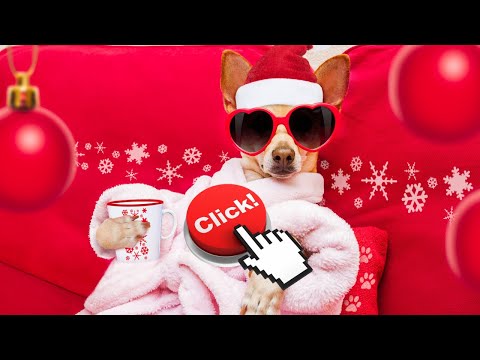 AQUÍ tienes los MEJORES consejos para CUIDAR  a tu perro en ESTAS NAVIDADES 2024