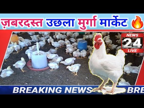 18 june | Poultry rate today | chicken rates today | aaj ka thok murga mandi rates