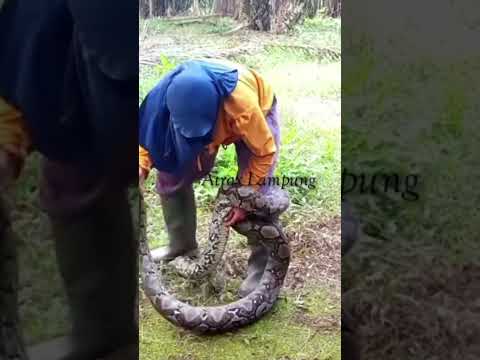 Ras terkuat di bumi dengan piton #ularbesar #snake