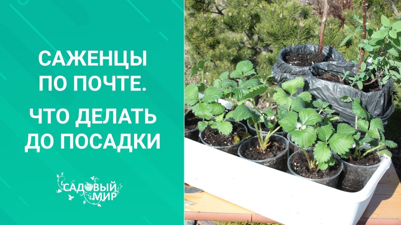 Саженцы по почте. Что делать до посадки?