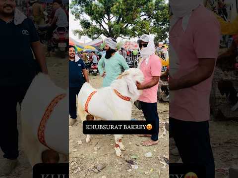 KHUBSURAT BAKREY AT GANDHI NAGAR BAKRA MANDI?❤️