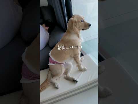 산책 5분 했더니 리트리버의 반응 #shorts