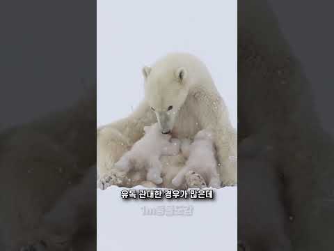 북극곰?❄️이 강아지를 살려준 이유 #북극곰 #shorts
