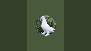 Ak pigeons Loft is live