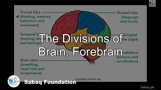 The Divisions of Brain, Forebrain