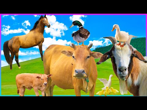 Learn facts about animals Dog, Dog Sound, Farm Animals, Horse, Goat, Cow, Duck