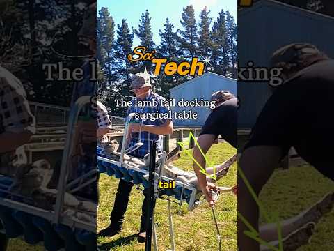 The lamb tail docking surgical table #education #machinery #interesting #technology #invention