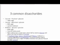 Understanding Sugars and Enzymes