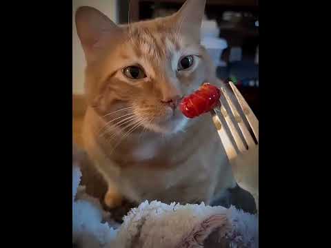 cats vs human food ๐คฃโ #edit #phonkagressive