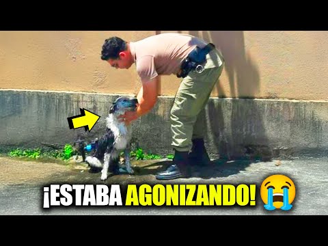 📹 Policía Fue Grabado Justo Cuando Este Perro Colapsó por el Calor 🔥🐾