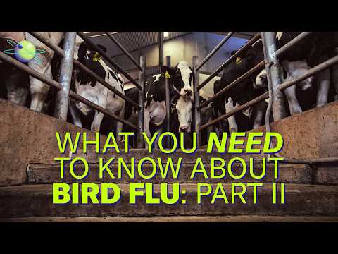 Bird Flu’s Jump to Cattle Took Dairy Farmers by Surprise (Part 2)