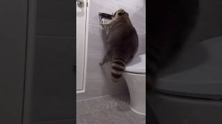 Raccoon Tries a Pull-Up and Instantly Regrets It 😂