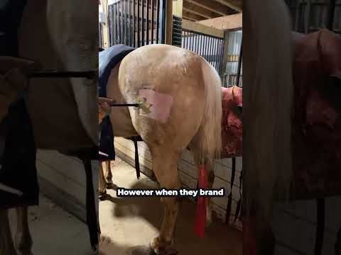 Why They Brand Animals With Cold Iron #shorts