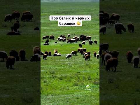 Про белых и черных барашек 😅