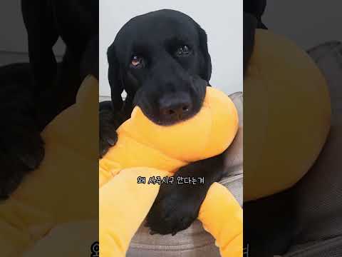 초조한 리트리버