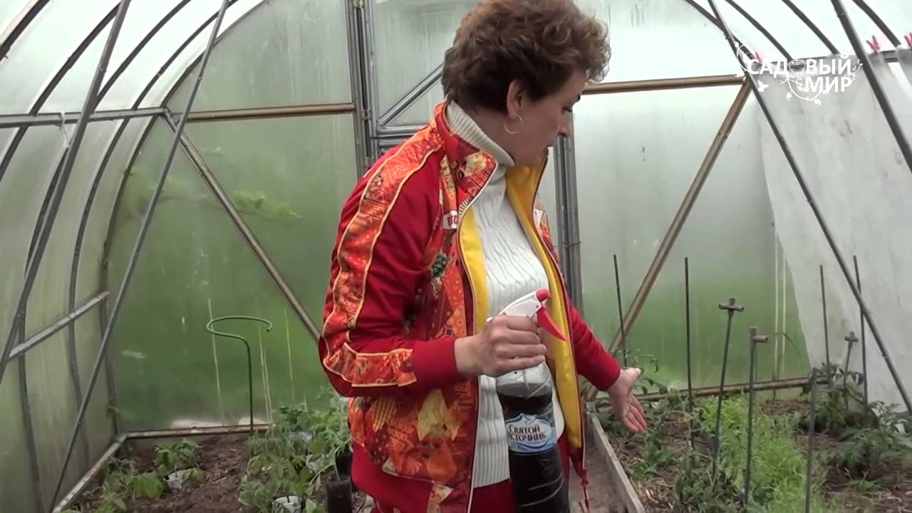 Как сажать рассаду, чтобы она быстрее прижилась
