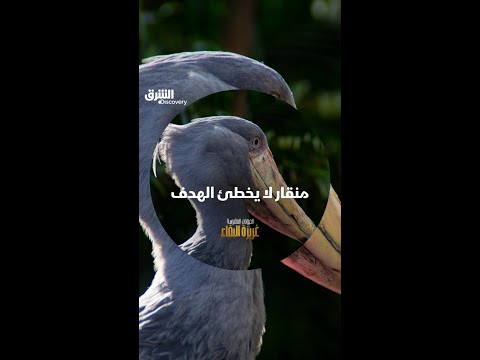 منقار لا يخطئ الهدف
