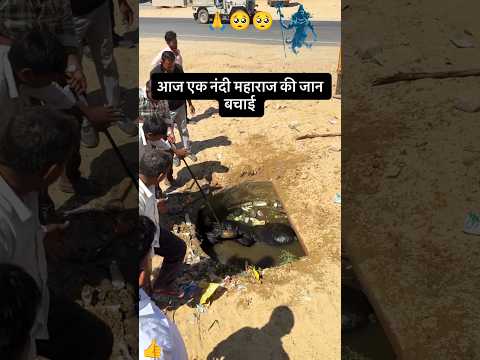 नंदी महाराज 🐄 को पानी के कुआ से बाहर निकाला #cow #help #jayshreeram #ytshorts
