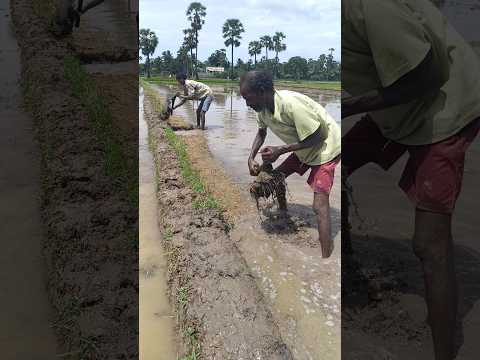 రైతులు పోలంలో #గట్లు వేయ్యటం #వ్యవసాయం ...👍 #viral