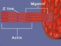 Exploring the Muscular System and Sliding Filament Theory