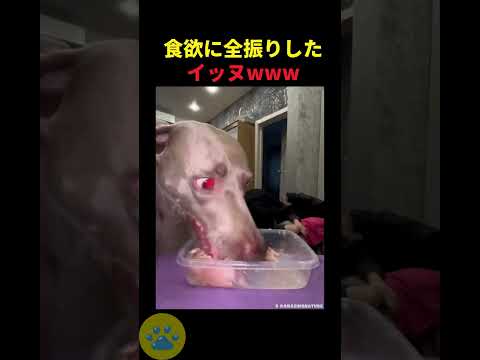 食欲に全振りした犬🤫暴露します🔥