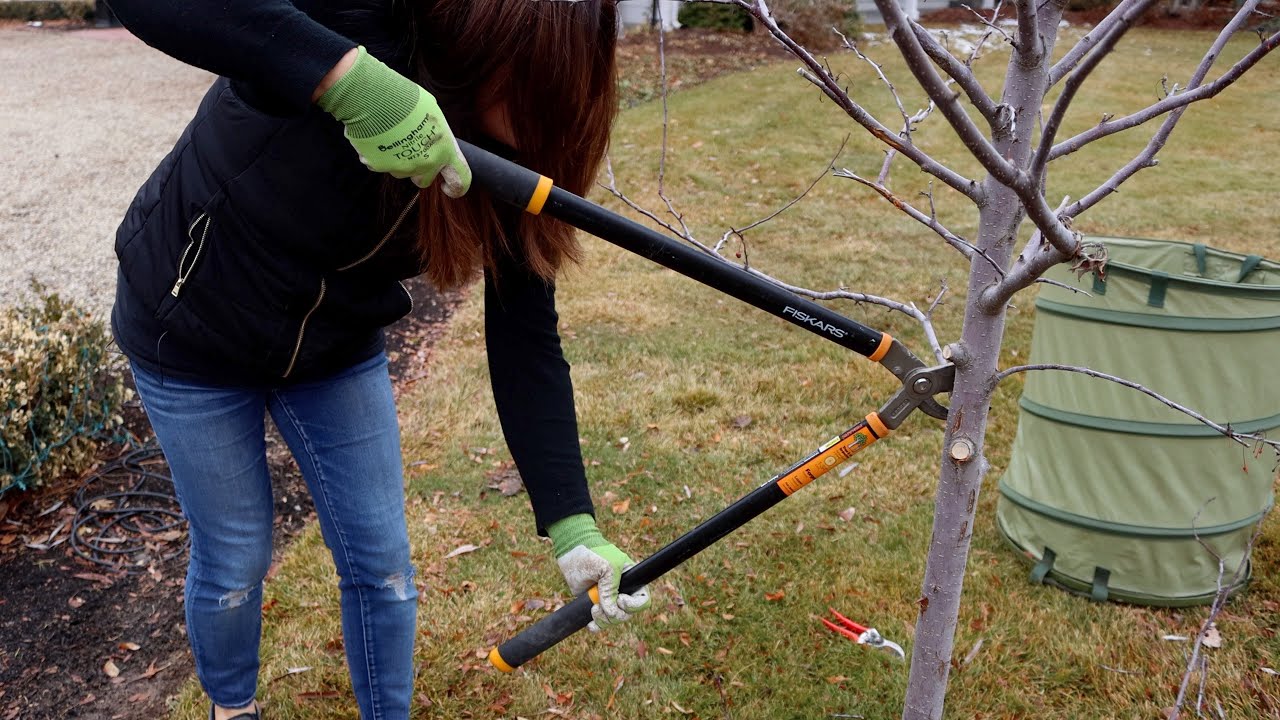 Pruning a Couple Trees In My Garden!