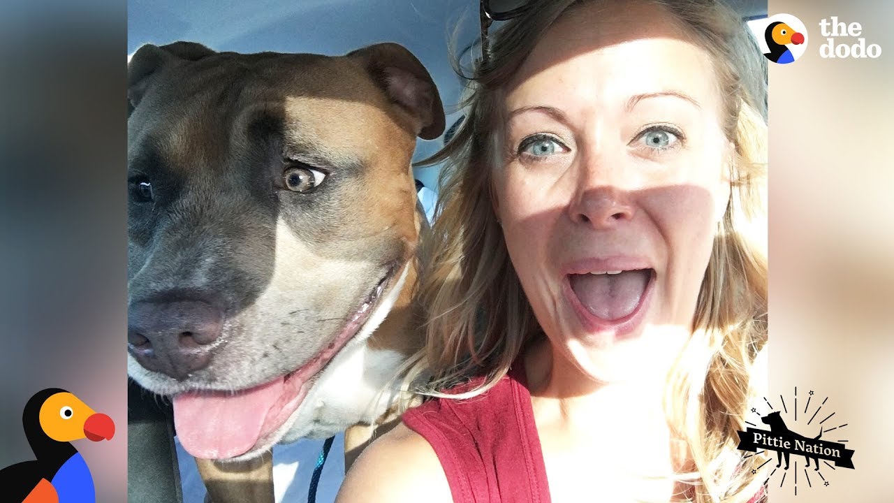 Pit Bull Dog Screams Like A Person When He's Happy Pittie Nation