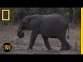 Challenges and Behaviors of Leopards