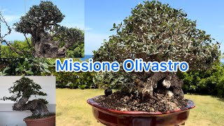 Masterclass con il bonsai club Palermo