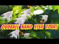 Fish Characteristics and Behaviors