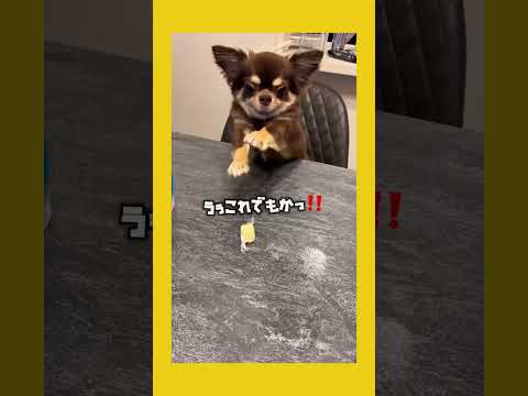 目がガンギマリw #shorts