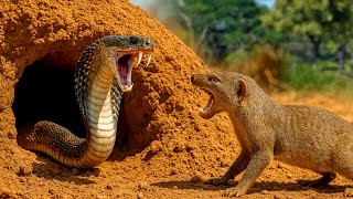 مدهش! 🐾حيوان النمس قرر أَخيراً القضاء على الأفعى.. فكانت قوته كالصاعقة! ⚡🤯 | عالم الحيوان 🐍#animals