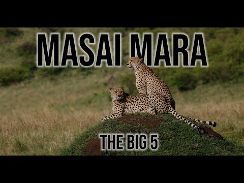Masai Mara: Lions, Leopards, Cheetahs, & Rhinos in the Wild!