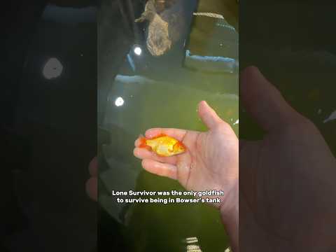 Can I breed a goldfish super soldier?
