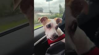 Jack Russell terrier Treisy and Azzuro ❤️ #jackrussellterrier